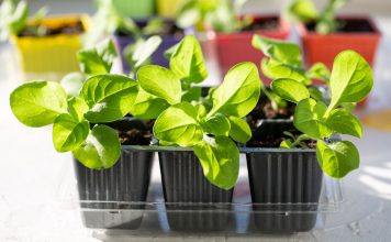 Какие цветы нужно посеять на рассаду в феврале?