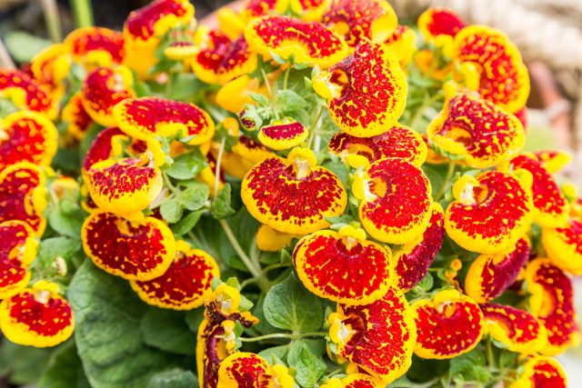 Кальцеолярия сразу привлекает внимание необычной формой цветков, похожих на маленькие башмачки. Предпочитает прохладу и полутень, поэтому особенно ценна для северных балконов и затенённых уголков сада. Кальцеолярия сразу привлекает внимание необычной формой цветков, похожих на маленькие башмачки. Предпочитает прохладу и полутень, поэтому особенно ценна для северных балконов и затенённых уголков сада.