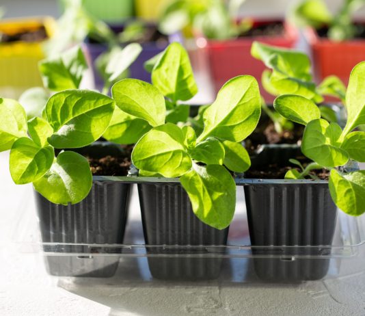 Какие цветы нужно посеять на рассаду в феврале?