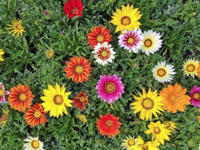 Газания известна крупными яркими цветками, напоминающими миниатюрные герберы. Отлично переносит жару и засуху, любит солнце и долго цветёт. Подходит для клумб, рабаток и контейнеров. Газания известна крупными яркими цветками, напоминающими миниатюрные герберы. Отлично переносит жару и засуху, любит солнце и долго цветёт. Подходит для клумб, рабаток и контейнеров.