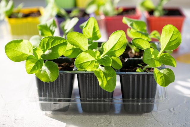 Какие цветы нужно посеять на рассаду в феврале? Какие цветы нужно посеять на рассаду в феврале?