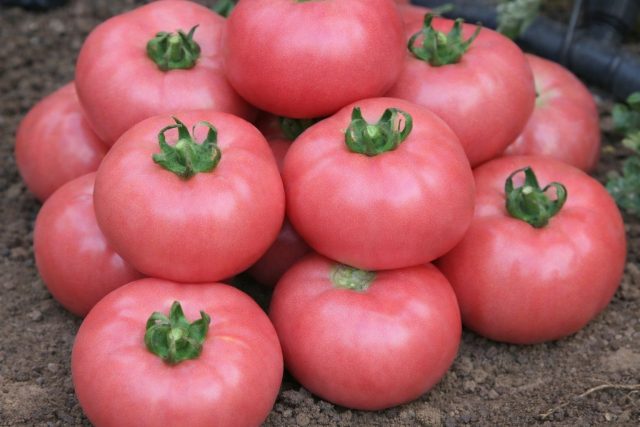 Андромеда розовая F1 удачно сочетает раннеспелость и приятный вкус, что редкость для розовых томатов. Лучше всего показывает себя в теплице, где быстро наливается и даёт ровные красивые плоды товарного вида. Андромеда розовая F1 удачно сочетает раннеспелость и приятный вкус, что редкость для розовых томатов. Лучше всего показывает себя в теплице, где быстро наливается и даёт ровные красивые плоды товарного вида.