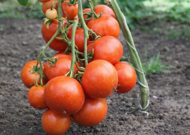 Покоритель севера F1 создан для регионов рискованного земледелия. Гибрид завязывает плоды при холодных ночах, быстро созревает и даёт стабильный урожай там, где обычные сорта не успевают.