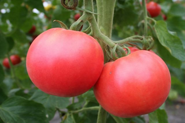 Розовое чудо F1 позволяет получить сладковатые розовые томаты в ранние сроки. Плоды сочные и мясистые, вкус мягкий, но сорт требует равномерного полива и аккуратной формировки куста. Розовое чудо F1 позволяет получить сладковатые розовые томаты в ранние сроки. Плоды сочные и мясистые, вкус мягкий, но сорт требует равномерного полива и аккуратной формировки куста.