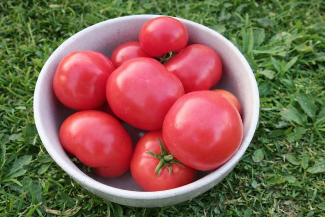 Турбореактивный оправдывает название рекордной скоростью созревания. Низкий штамбовый куст не требует ухода, плоды поспевают почти одновременно, что делает сорт идеальным для короткого и холодного лета. Турбореактивный оправдывает название рекордной скоростью созревания. Низкий штамбовый куст не требует ухода, плоды поспевают почти одновременно, что делает сорт идеальным для короткого и холодного лета.