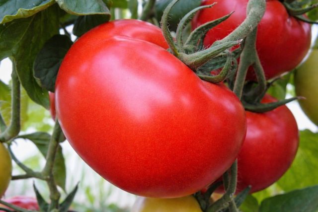 Анюта F1 ценится за способность плодоносить в холодное и пасмурное лето. Гибрид спокойно переносит перепады температур, быстро созревает и даёт дружный урожай даже там, где другие томаты сдаются. Анюта F1 ценится за способность плодоносить в холодное и пасмурное лето. Гибрид спокойно переносит перепады температур, быстро созревает и даёт дружный урожай даже там, где другие томаты сдаются.