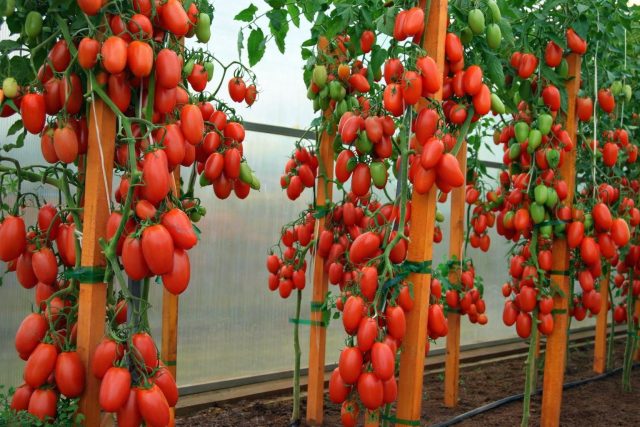 Джекпот F1 создавался как надёжный гибрид с ровными плотными плодами. Хорошо хранится, не трескается и подходит как для дачи, так и для продажи. В теплице показывает особенно высокую урожайность. Джекпот F1 создавался как надёжный гибрид с ровными плотными плодами. Хорошо хранится, не трескается и подходит как для дачи, так и для продажи. В теплице показывает особенно высокую урожайность.