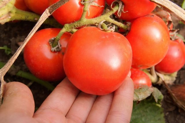 Женечка остаётся популярной десятилетиями благодаря стабильности и простоте. Компактный куст хорошо растёт в открытом грунте, прощает ошибки ухода и даёт достойный урожай даже при неблагоприятной погоде. Женечка остаётся популярной десятилетиями благодаря стабильности и простоте. Компактный куст хорошо растёт в открытом грунте, прощает ошибки ухода и даёт достойный урожай даже при неблагоприятной погоде.