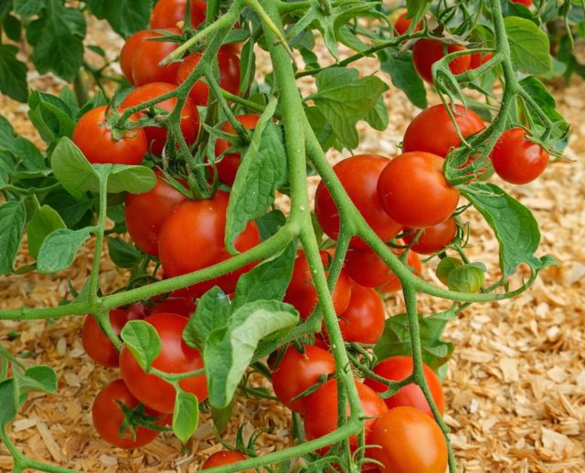 Ленинградский холодок выводили специально для прохладного климата с дождями и коротким летом. Сорт уверенно завязывает плоды при пониженных температурах и стабильно плодоносит на Северо-Западе. Ленинградский холодок выводили специально для прохладного климата с дождями и коротким летом. Сорт уверенно завязывает плоды при пониженных температурах и стабильно плодоносит на Северо-Западе.