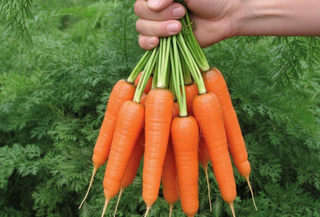 Абако F1 — гибрид, который не боится тяжёлых почв. Даже на суглинках формирует ровные, плотные корнеплоды и легко выдёргивается благодаря мощной ботве. Надёжный вариант для стабильного урожая без сюрпризов.