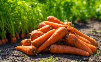 Какую морковь сажать в этом году? 12 самых надёжных сортов