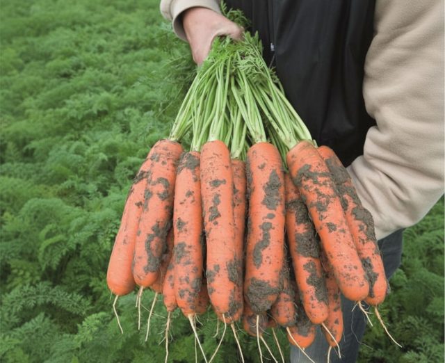 Канада F1 — находка для тяжёлых и плотных почв. Сильный корень уверенно пробивается даже в глине, формируя сладкие и крупные корнеплоды. Отличный выбор для тех участков, где другая морковь не удаётся.
