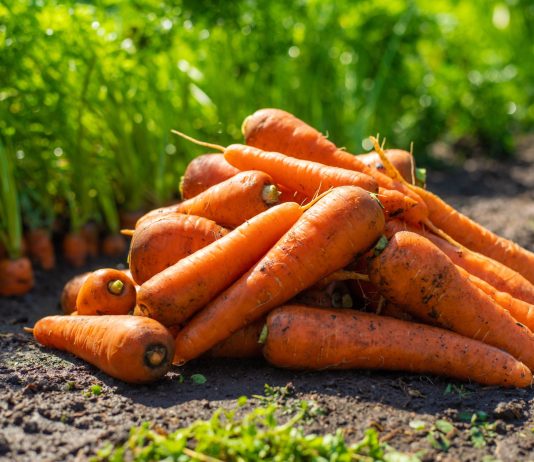 Какую морковь сажать в этом году? 12 самых надёжных сортов