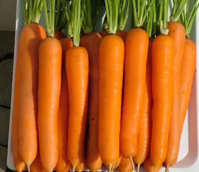 Лагуна F1 — ультраранний гибрид для быстрого результата. Уже через пару месяцев можно собирать молодую морковь с нежной, сладкой мякотью. Идеальна для регионов с коротким летом и для раннего потребления.