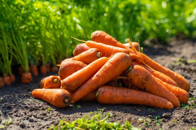 Какую морковь сажать в этом году? 12 самых надёжных сортов