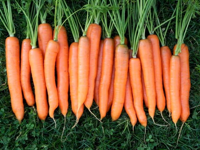 Витаминная 6 славится высоким содержанием каротина и стабильным вкусом. Хорошо растёт в прохладных регионах, не склонна к стрелкованию и даёт сладкие корнеплоды, которые отлично хранятся и подходят для заготовок.