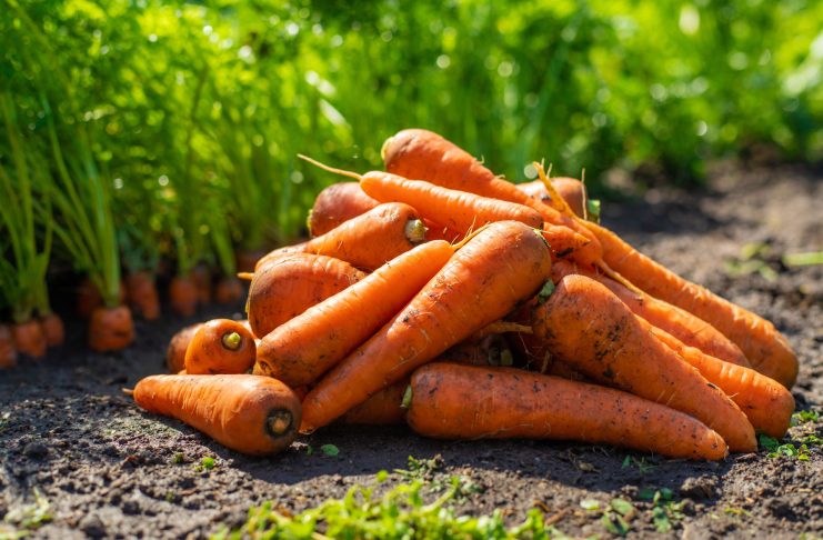Какую морковь сажать в этом году? 12 самых надёжных сортов