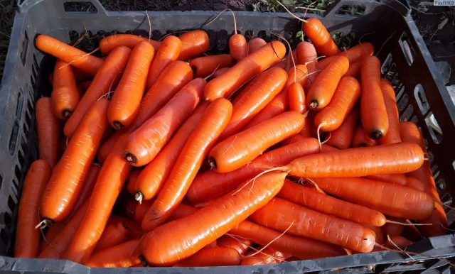 Дордонь F1 — гибрид для тёплого климата и длинного сезона. Он устойчив к жаре, формирует идеально ровные корнеплоды и сохраняет сочность даже в засушливые периоды при регулярном поливе.