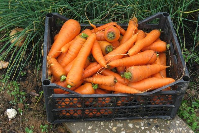 Флакке — поздний сорт для тёплой осени. При длительном сезоне формирует крупные корнеплоды с насыщенным вкусом и отличается отличной лёжкостью до следующего урожая.