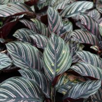 Калатея украшенная (Calathea ornata)