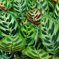 Калатея Макоя (Calathea makoyana)