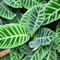 Калатея полосатая (Calathea zebrina)