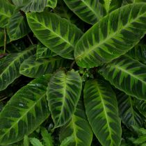 Калатея Варшевича (Calathea warscewiczii)