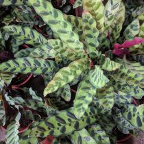 Калатея Лансифолия (Calathea lancifolia)