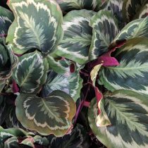 Калатея розеопикта (Calathea roseopicta)