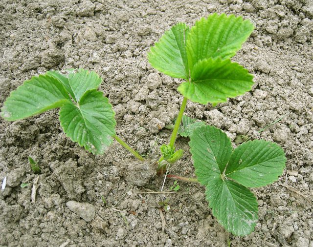 Позднее лето и начало осени — одно из лучших времён для посадки клубники. Позднее лето и начало осени — одно из лучших времён для посадки клубники.