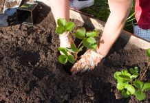 Когда лучше сажать клубнику? Разбираем все варианты Когда лучше сажать клубнику? Разбираем все варианты