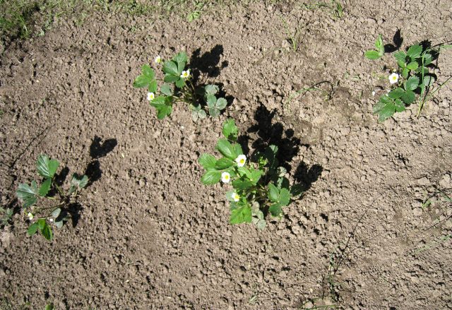 Летняя посадка возможна, но требует внимания: без регулярного полива и притенения растениям тяжело прижиться. Летняя посадка возможна, но требует внимания: без регулярного полива и притенения растениям тяжело прижиться.