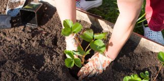 Когда лучше сажать клубнику? Разбираем все варианты - Лучшее Когда лучше сажать клубнику? Разбираем все варианты