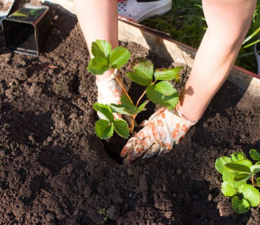 Когда лучше сажать клубнику? Разбираем все варианты - Сад и огород Когда лучше сажать клубнику? Разбираем все варианты