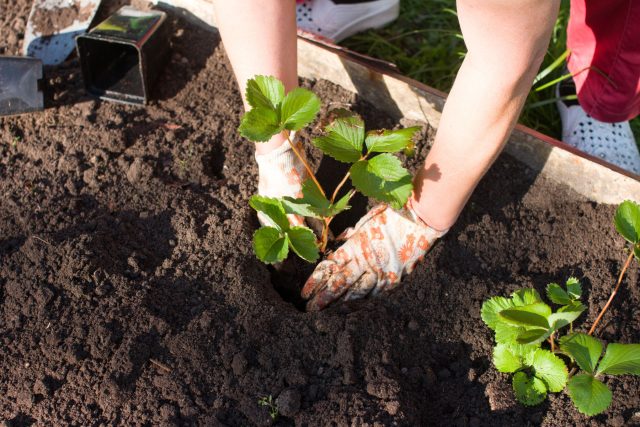 Когда лучше сажать клубнику? Разбираем все варианты Когда лучше сажать клубнику? Разбираем все варианты