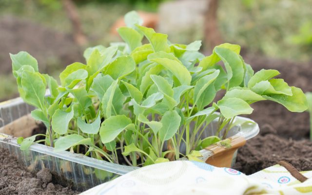 Поздняя цветная капуста легче переносит весенние перепады температуры. Она требует стабильной прохлады и света, а в тёплых условиях часто отказывается формировать полноценные головки.