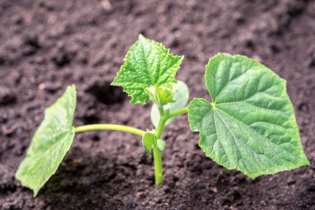 Огурцы не любят холод и перерастание. Рассаду выращивают не дольше месяца или вовсе сеют прямо в грунт. Молодые растения приживаются быстрее и раньше вступают в плодоношение.