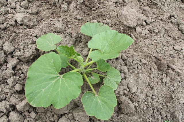 Тыква — чемпион по скорости роста. Уже через две недели рассада готова к высадке. Главное — не передерживать её в горшке, иначе мощная корневая система начнёт страдать от тесноты.