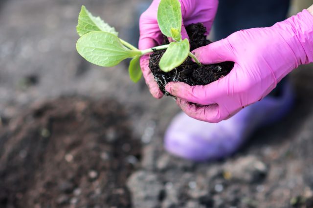 Кабачки всходят быстро и растут с космической скоростью. Долгая рассада им не нужна — переросшие растения хуже приживаются. Часто прямой посев в тёплую почву даёт лучший результат.