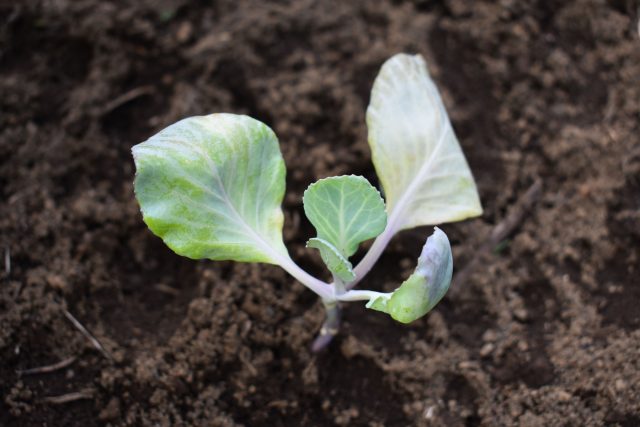 Ранняя капуста не боится холода, но страдает от тепла. В тёплой квартире она вытягивается за считанные дни. Ей нужны свет, прохлада и свежий воздух — тогда рассада получается коренастой и сильной.