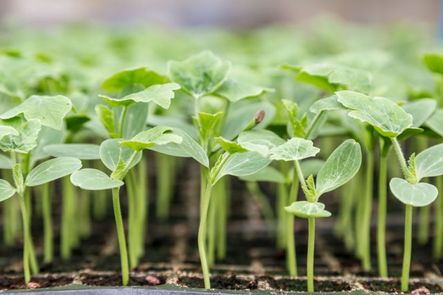 Арбуз — культура короткого старта. Он быстро всходит, стремительно растёт и не любит пересадок. Рассаду содержат в стабильном тепле без перепадов температуры и высаживают молодой — переросшие растения приживаются значительно хуже.