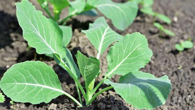 Поздняя капуста не нуждается в раннем посеве. В апреле она растёт быстрее и меньше болеет. Главное условие — прохлада и хорошее освещение, иначе рассада вытянется и ослабнет.