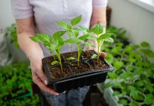 Когда нужно сеять овощи на рассаду? Подробный справочник и правила Когда нужно сеять овощи на рассаду? Подробный справочник и правила