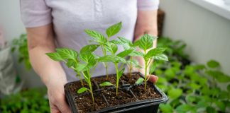 Когда нужно сеять овощи на рассаду? Подробный справочник и правила Когда нужно сеять овощи на рассаду? Подробный справочник и правила