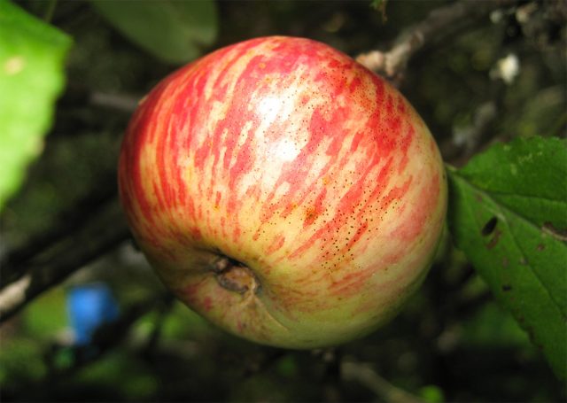 Редкий сорт с настоящим ароматом корицы. Поздно вступает в плодоношение, но награждает терпеливых сложным, запоминающимся вкусом, которого нет у современных яблок. Редкий сорт с настоящим ароматом корицы. Поздно вступает в плодоношение, но награждает терпеливых сложным, запоминающимся вкусом, которого нет у современных яблок.