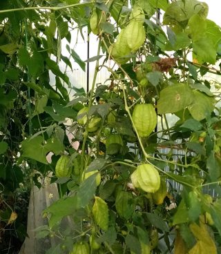 Физалис Королева Малиналько: растение Физалис Королева Малиналько: растение