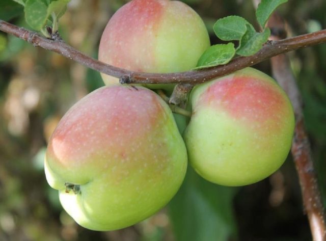 Сорт для терпеливых и дальновидных. Яблоки Северного синапа при правильном хранении лежат до мая, оставаясь сочными и вкусными даже в конце зимы. Сорт для терпеливых и дальновидных. Яблоки Северного синапа при правильном хранении лежат до мая, оставаясь сочными и вкусными даже в конце зимы.