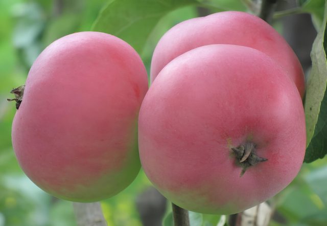 Старинный поволжский сорт с выразительным пряным ароматом. Небольшие яблоки с ярким румянцем ценили за вкус, устойчивость и узнаваемый «анисовый» оттенок, который ни с чем не спутаешь. Старинный поволжский сорт с выразительным пряным ароматом. Небольшие яблоки с ярким румянцем ценили за вкус, устойчивость и узнаваемый «анисовый» оттенок, который ни с чем не спутаешь.