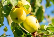 Легендарные сорта яблонь — верните вкус детства в ваш сад