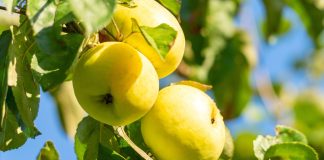 Легендарные сорта яблонь — верните вкус детства в ваш сад - Лучшее Легендарные сорта яблонь — верните вкус детства в ваш сад